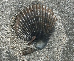 Mimachlamys asperrima