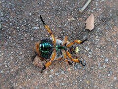 Anoplognathus viriditarsis