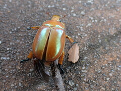 Anoplognathus viriditarsis