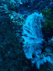 Callyspongia