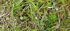 Sisyrinchium micranthum