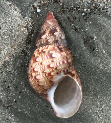 Phasianella australis