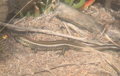 Lissolepis coventryi