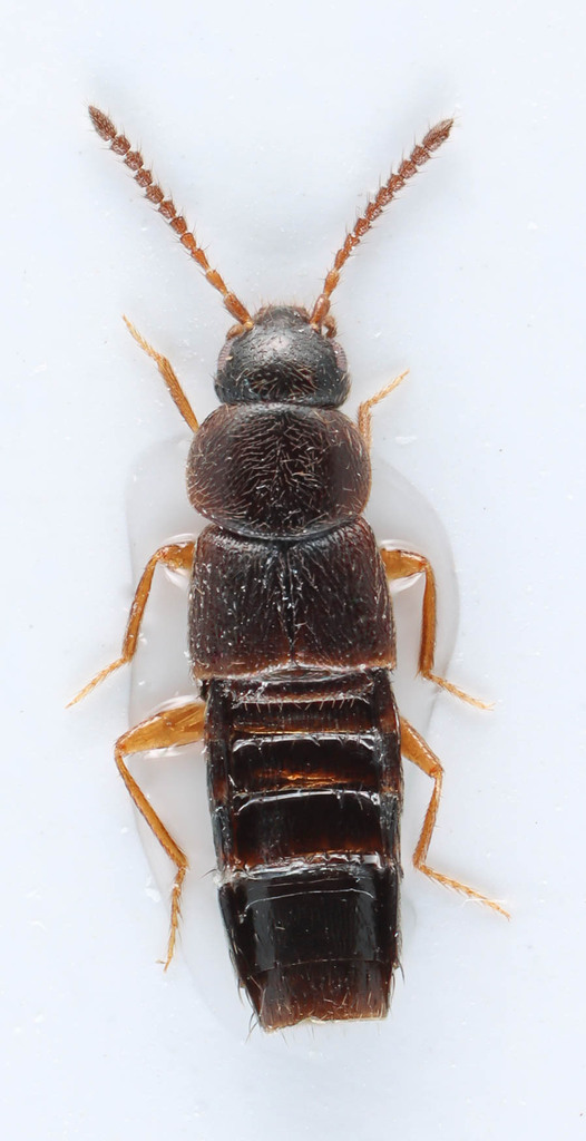 Mocyta sphagnorum
