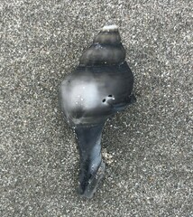 Australaria australasia