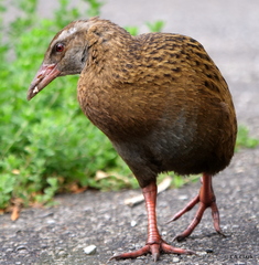 Gallirallus australis australis