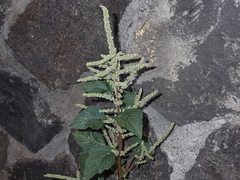 Amaranthus hybridus