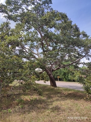 Hymenaea courbaril