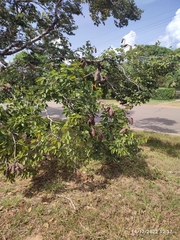 Hymenaea courbaril