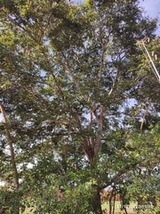 Hymenaea courbaril