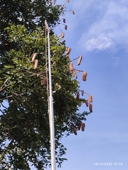 Hymenaea courbaril