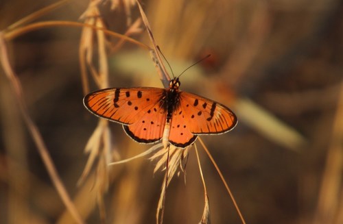 Little Acraea