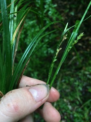 Carex crebriflora