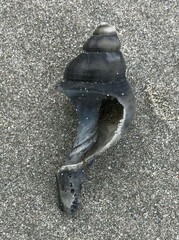 Australaria australasia