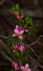 Cyanothamnus anemonifolius