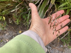 Anthoxanthum redolens