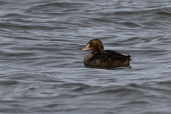 Somateria spectabilis