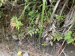 Anthoxanthum redolens