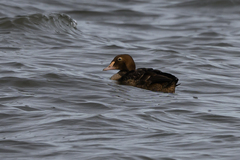 Somateria spectabilis