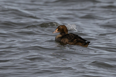 Somateria spectabilis