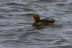 Somateria spectabilis