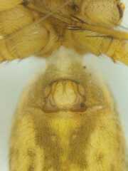 Sphedanus quadrimaculatus