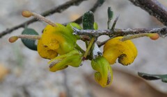 Grevillea chrysophaea