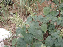 Amaranthus hybridus