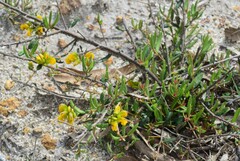 Grevillea chrysophaea