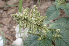 Amaranthus hybridus
