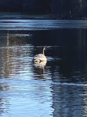 Cygnus