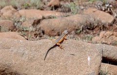 Pseudocordylus melanotus