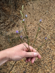 Wahlenbergia capillaris