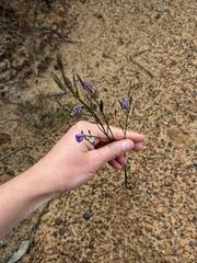 Wahlenbergia capillaris