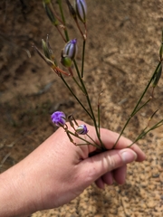 Wahlenbergia capillaris