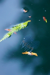 Cyclosalpa bakeri