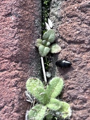 Veronica arvensis