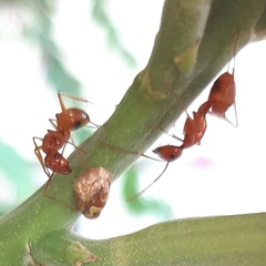Camponotus hannani
