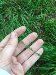 Chasmanthium sessiliflorum