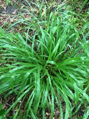 Chasmanthium sessiliflorum