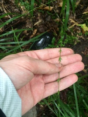 Chasmanthium sessiliflorum