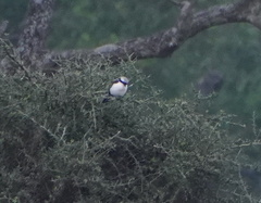 Lanius excubitoroides