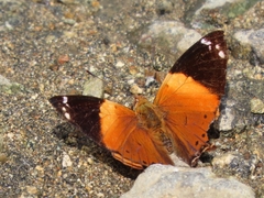 Hypanartia godmanii
