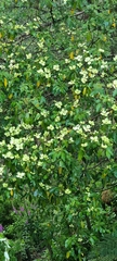 Cornus capitata