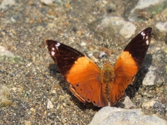 Hypanartia godmanii