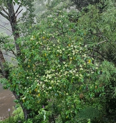Cornus capitata