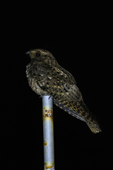 Antrostomus carolinensis