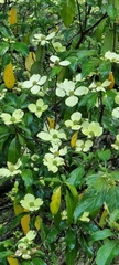 Cornus capitata