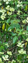 Cornus capitata