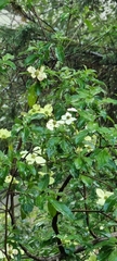 Cornus capitata
